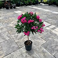 Nerium oleander 'Calypso Pink' (Oleander 'Calypso Pink') - 10" Pot Std