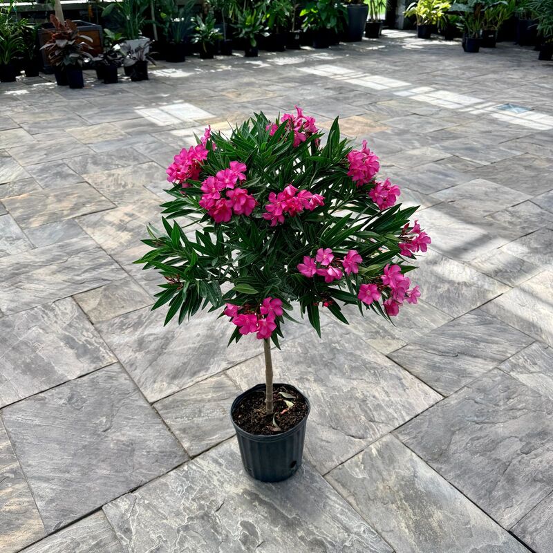 Nerium oleander 'Calypso Pink' (Oleander 'Calypso Pink') - 10" Pot Std