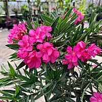 Nerium oleander 'Calypso Pink' (Oleander 'Calypso Pink') - 10" Pot Std