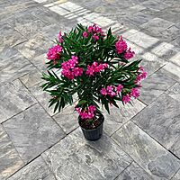 Nerium oleander 'Calypso Pink' (Oleander 'Calypso Pink') - 10" Pot Std