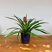 Ananas comosus (Pineapple w/ Fruit) - 5" Pot