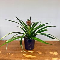 Ananas comosus (Pineapple w/ Fruit) - 5" Pot