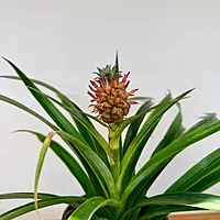 Ananas comosus (Pineapple w/ Fruit) - 5" Pot