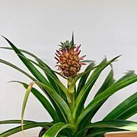 Ananas comosus (Pineapple w/ Fruit) - 5" Pot