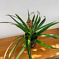 Ananas comosus (Pineapple w/ Fruit) - 5" Pot