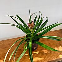 Ananas comosus (Pineapple w/ Fruit) - 5" Pot