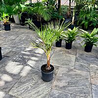 Hyophorbe verschaffeltii (Spindle Palm) - 10" Pot