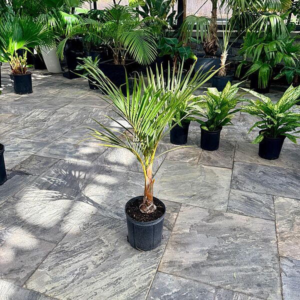 Hyophorbe verschaffeltii (Spindle Palm) - 10" Pot