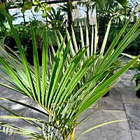 Hyophorbe verschaffeltii (Spindle Palm) - 10" Pot