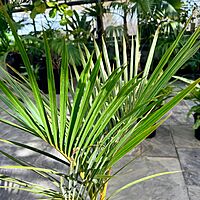 Hyophorbe verschaffeltii (Spindle Palm) - 10" Pot