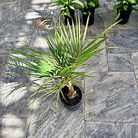 Hyophorbe verschaffeltii (Spindle Palm) - 10" Pot
