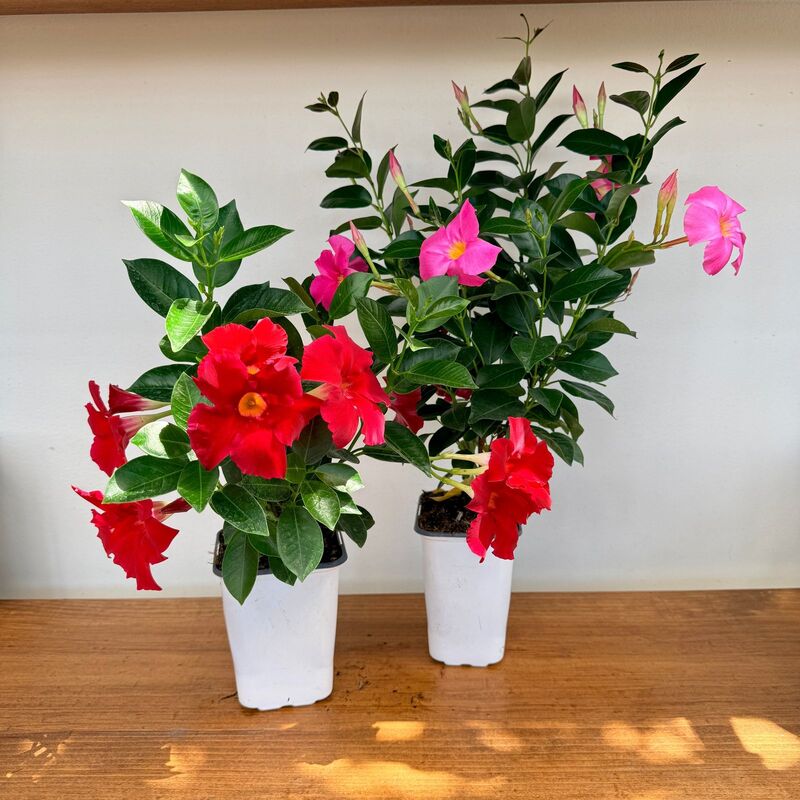 Mandevilla sanderi (Mandevilla - Various Colours) - 5" Pot Bush