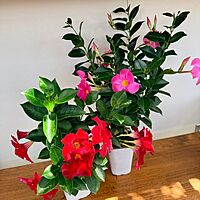 Mandevilla sanderi (Mandevilla - Various Colours) - 5" Pot Bush