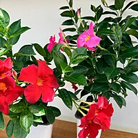 Mandevilla sanderi (Mandevilla - Various Colours) - 5" Pot Bush