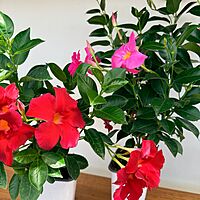 Mandevilla sanderi (Mandevilla - Various Colours) - 5" Pot Bush