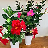 Mandevilla sanderi (Mandevilla - Various Colours) - 5" Pot Bush