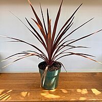 Cordyline fruticosa 'Red Star' (Cordyline 'Red Star') - 6" Pot