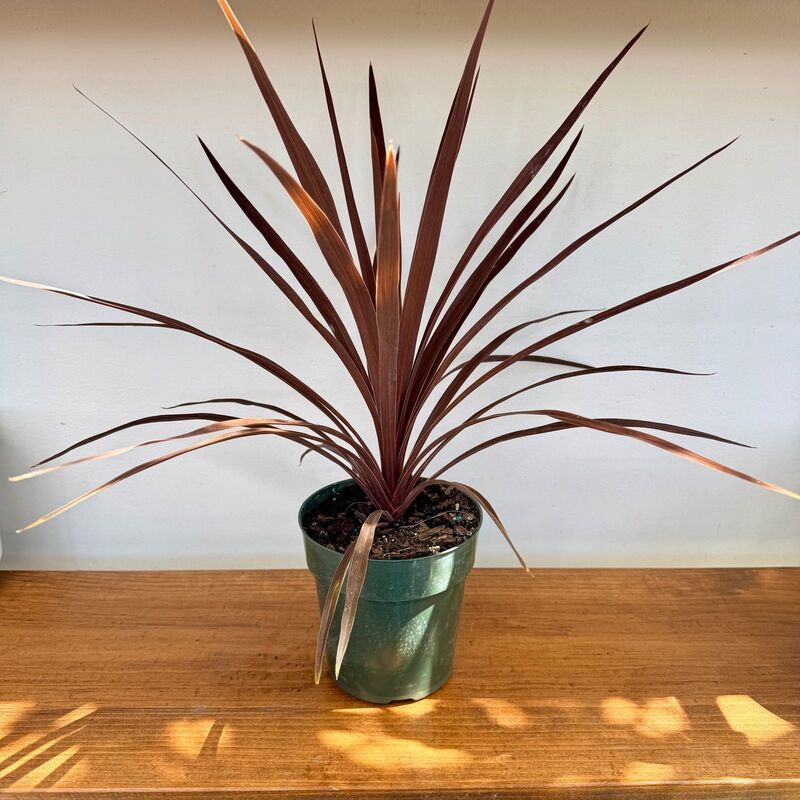 Cordyline fruticosa 'Red Star' (Cordyline 'Red Star') - 6" Pot