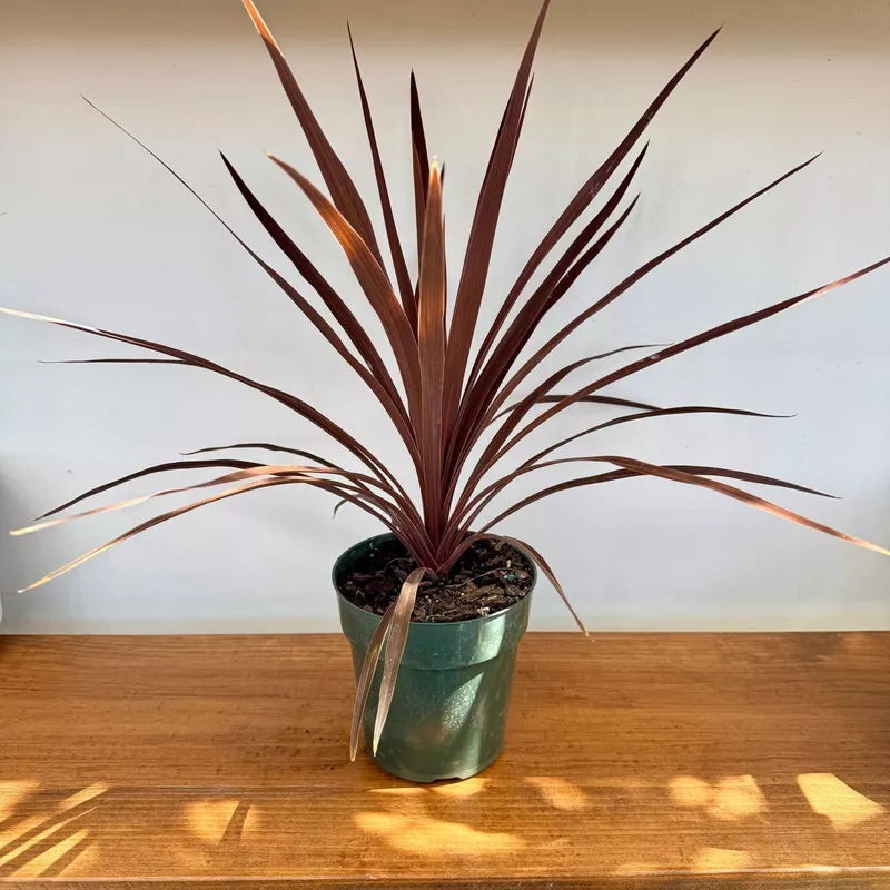 Cordyline fruticosa 'Red Star' (Cordyline 'Red Star') - 6" Pot