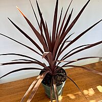 Cordyline fruticosa 'Red Star' (Cordyline 'Red Star') - 6" Pot
