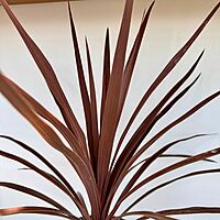 Cordyline fruticosa 'Red Star' (Cordyline 'Red Star') - 6" Pot