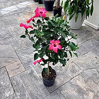 Hibiscus rosa-sinensis (Hibiscus) - 10" Pot - Std