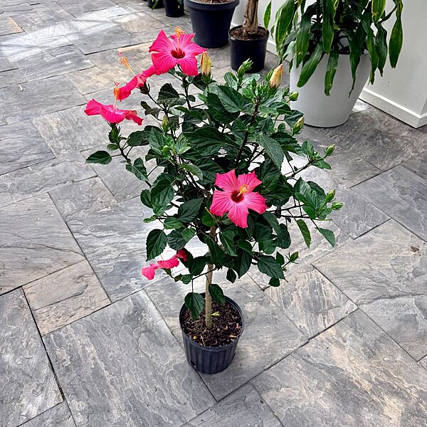 Hibiscus rosa-sinensis (Hibiscus) - 10" Pot - Std