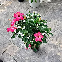 Hibiscus rosa-sinensis (Hibiscus) - 10" Pot - Std