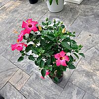 Hibiscus rosa-sinensis (Hibiscus) - 10" Pot - Std
