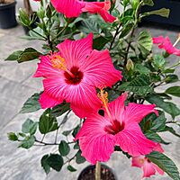 Hibiscus rosa-sinensis (Hibiscus) - 10" Pot - Std