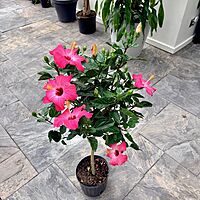 Hibiscus rosa-sinensis (Hibiscus) - 10" Pot - Std