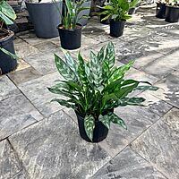 Aglaonema commutatum 'Maria Emerald Beauty' (Chinese Evergreen 'Maria Emerald Beauty') - 10" Pot