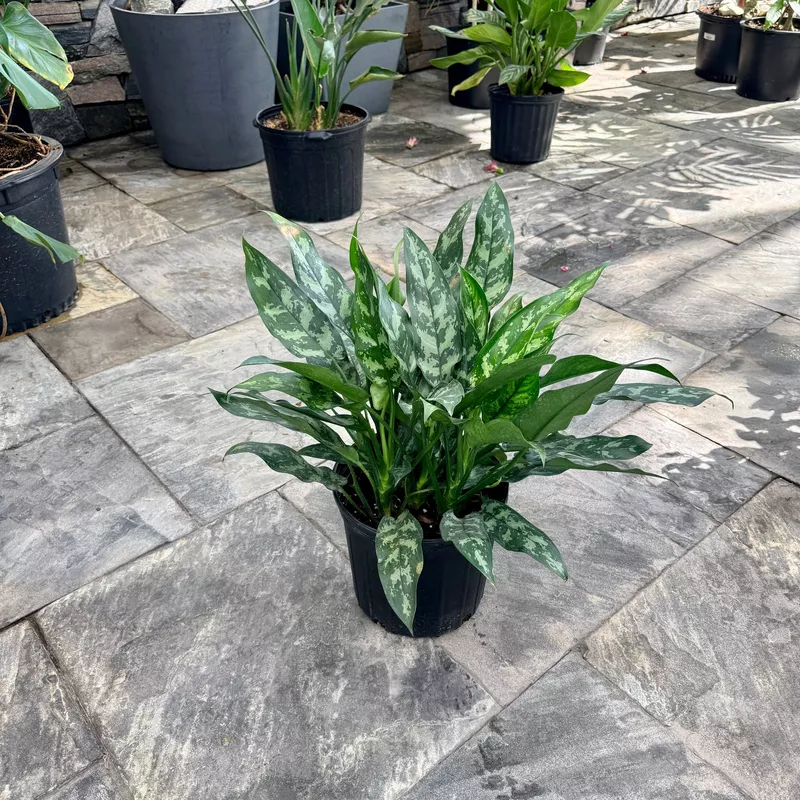 Aglaonema commutatum 'Maria Emerald Beauty' (Chinese Evergreen 'Maria Emerald Beauty') - 10" Pot