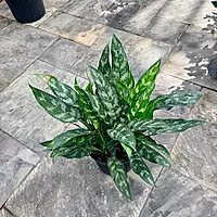 Aglaonema commutatum 'Maria Emerald Beauty' (Chinese Evergreen 'Maria Emerald Beauty') - 10" Pot