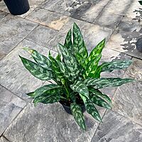Aglaonema commutatum 'Maria Emerald Beauty' (Chinese Evergreen 'Maria Emerald Beauty') - 10" Pot