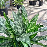 Aglaonema commutatum 'Maria Emerald Beauty' (Chinese Evergreen 'Maria Emerald Beauty') - 10" Pot