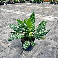 Aglaonema commutatum 'Moonlight Bay' (Chinese Evergreen 'Moonlight Bay') - 10" Pot
