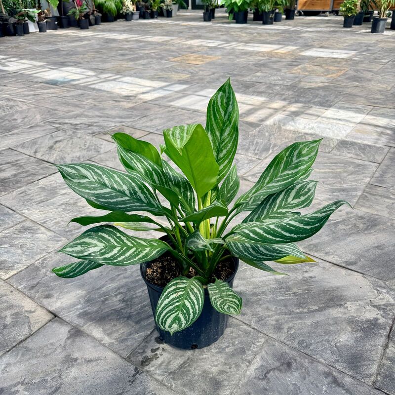 Aglaonema commutatum 'Moonlight Bay' (Chinese Evergreen 'Moonlight Bay') - 10" Pot