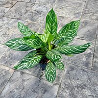 Aglaonema commutatum 'Moonlight Bay' (Chinese Evergreen 'Moonlight Bay') - 10" Pot