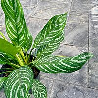 Aglaonema commutatum 'Moonlight Bay' (Chinese Evergreen 'Moonlight Bay') - 10" Pot