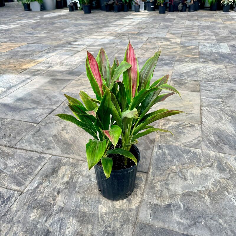 Cordyline fruiticosa 'Sherbert' (Cordyline 'Sherbert') - 10" Pot