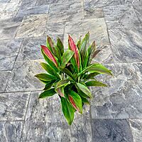 Cordyline fruiticosa 'Sherbert' (Cordyline 'Sherbert') - 10" Pot