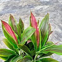 Cordyline fruiticosa 'Sherbert' (Cordyline 'Sherbert') - 10" Pot