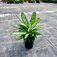 Dieffenbachia maculata 'Vesuvius' (Dumb Cane 'Vesuvius') - 10" Pot