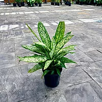 Dieffenbachia maculata 'Vesuvius' (Dumb Cane 'Vesuvius') - 10" Pot