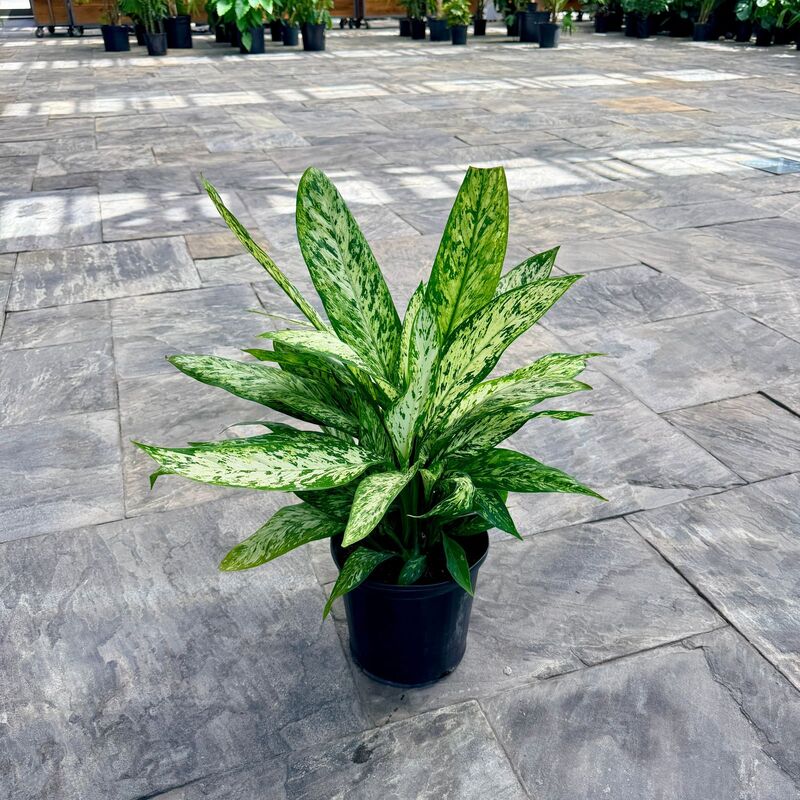 Dieffenbachia maculata 'Vesuvius' (Dumb Cane 'Vesuvius') - 10" Pot