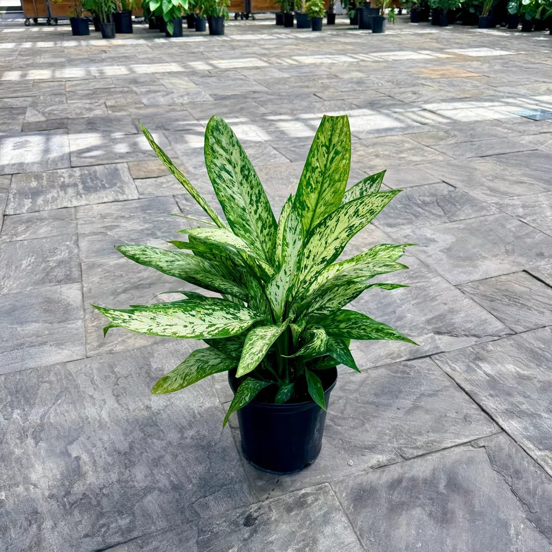 Dieffenbachia maculata 'Vesuvius' (Dumb Cane 'Vesuvius') - 10" Pot
