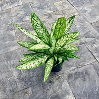 Dieffenbachia maculata 'Vesuvius' (Dumb Cane 'Vesuvius') - 10" Pot