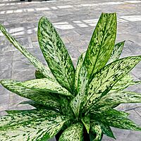 Dieffenbachia maculata 'Vesuvius' (Dumb Cane 'Vesuvius') - 10" Pot