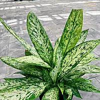 Dieffenbachia maculata 'Vesuvius' (Dumb Cane 'Vesuvius') - 10" Pot